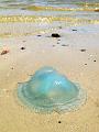 Beached jellyfish, Noosaville IMG_0851